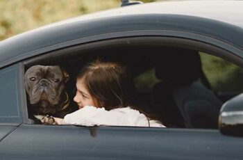 metodi per il trasporto degli animali domestici in auto